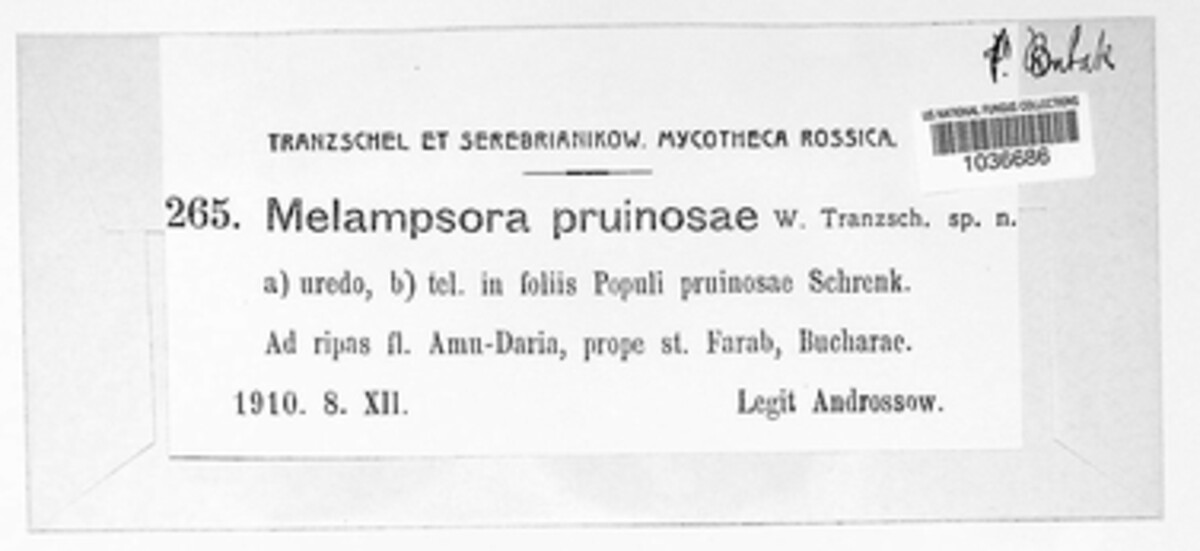 Melampsora pruinosae image